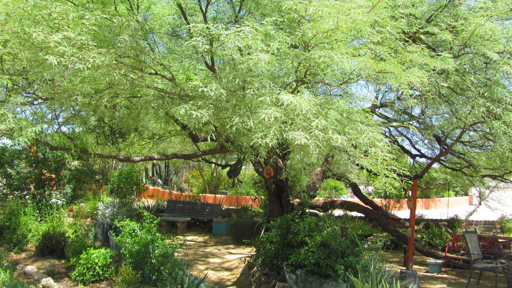 Here's a respite from Tucson's sun-baked desert days: the Shade Oasis